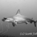 shark_hammerhead_scalloped_wolf_h_0176_ecu0660.jpg